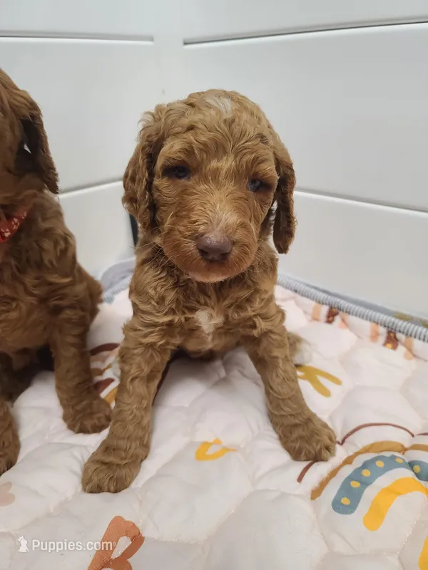 Blue Collar  – Poodle - Standard  puppy for sale in Colorado Springs, CO