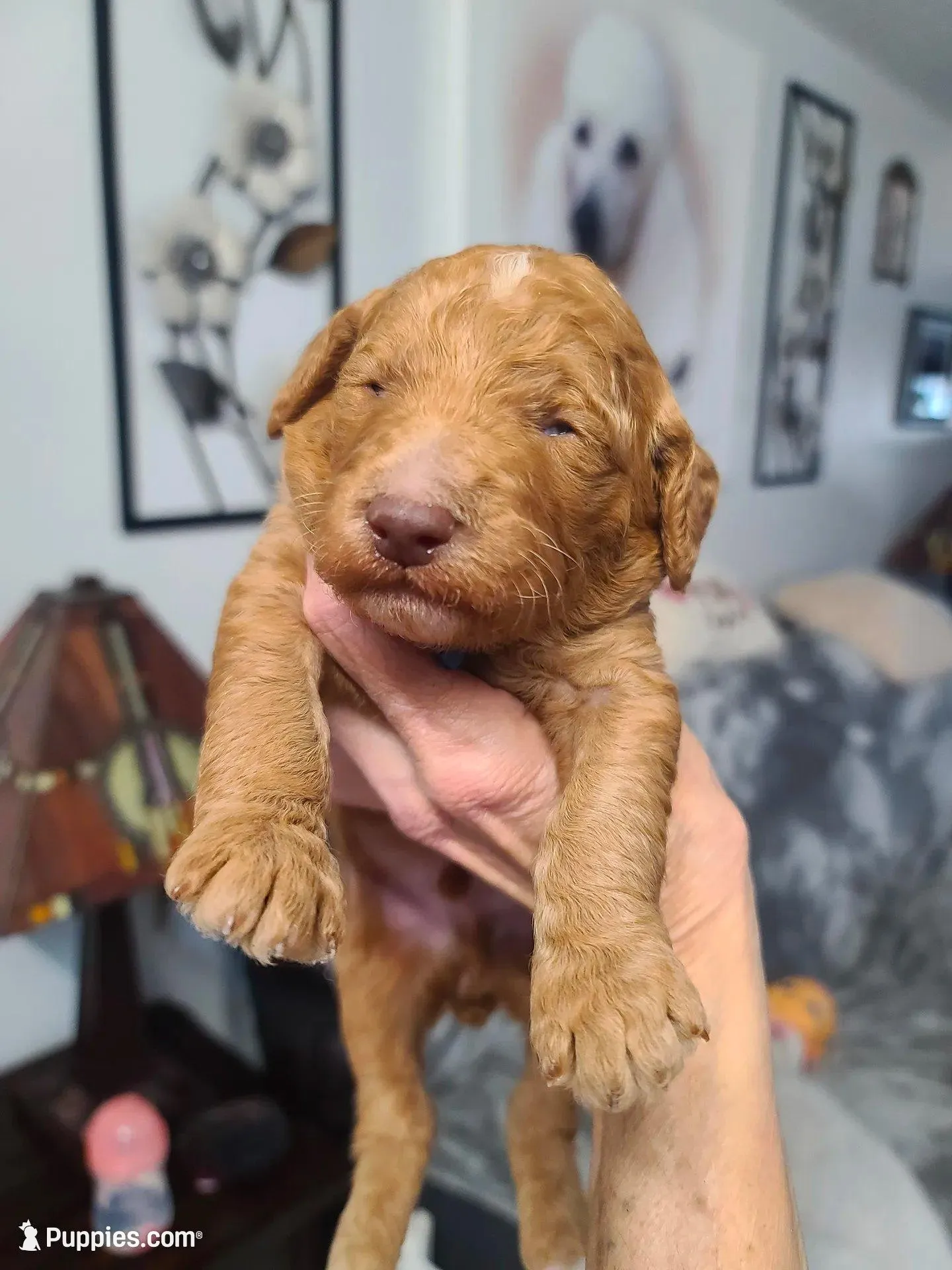 Blue Collar , a male Poodle - Standard  for sale in Colorado Springs, CO – Photo 2 of 3