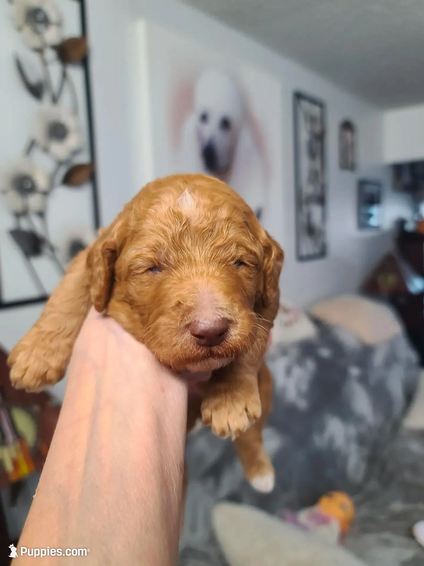 Blue Collar , a male Poodle - Standard  for sale in Colorado Springs, CO – Photo 1 of 3