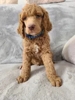 Blue Collar , a male Poodle - Standard  for sale in Colorado Springs, CO – 5 of 9