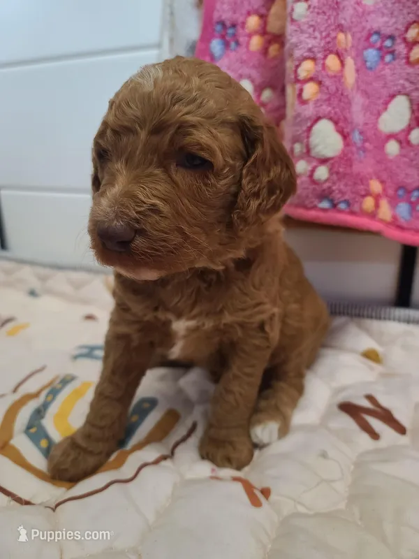 Blue Collar  – Poodle - Standard  puppy for sale in Colorado Springs, CO