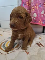 Blue Collar , a male Poodle - Standard  for sale in Colorado Springs, CO – 7 of 9