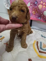 Blue Collar , a male Poodle - Standard  for sale in Colorado Springs, CO – 8 of 9