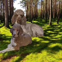 Akc Green collar , a male Poodle - Standard  for sale in Colorado Springs, CO – 5 of 5