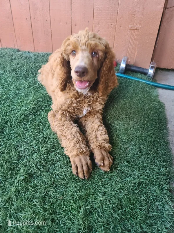 Blue Collar  – Poodle - Standard  puppy for sale in Colorado Springs, CO