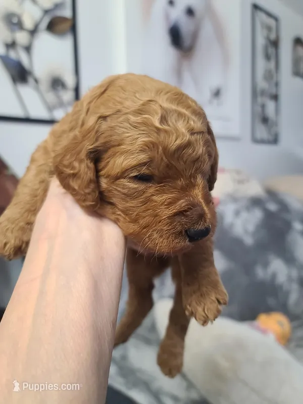 Gray collar  – Poodle - Standard  puppy for sale in Colorado Springs, CO