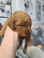 Gray collar , a male Poodle - Standard  for sale in Colorado Springs, CO – Photo 1 of 2
