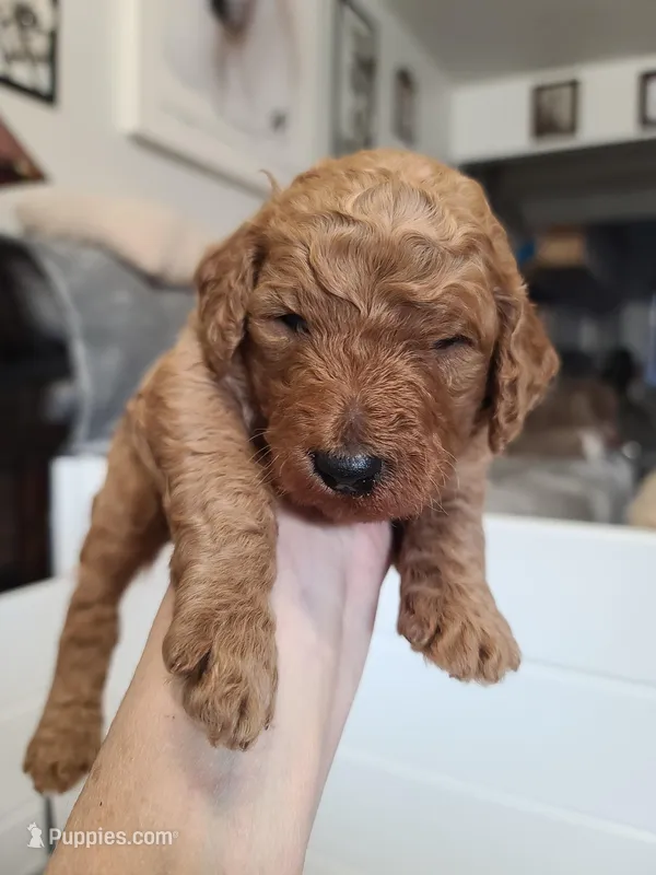 Gray collar  – Poodle - Standard  puppy for sale in Colorado Springs, CO