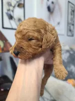 Gray collar , a male Poodle - Standard  for sale in Colorado Springs, CO – Photo 2 of 2