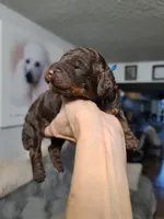 Akc Blue Collar , a male Poodle - Standard  for sale in Colorado Springs, CO – 2 of 5