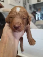 Purple Collar , a male Poodle - Standard  for sale in Colorado Springs, CO – Photo 3 of 3