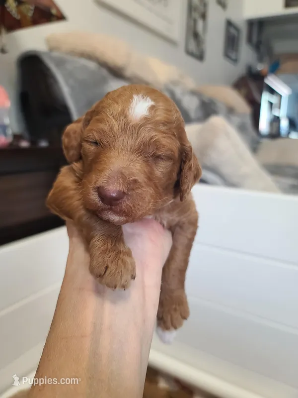 Purple Collar  – Poodle - Standard  puppy for sale in Colorado Springs, CO