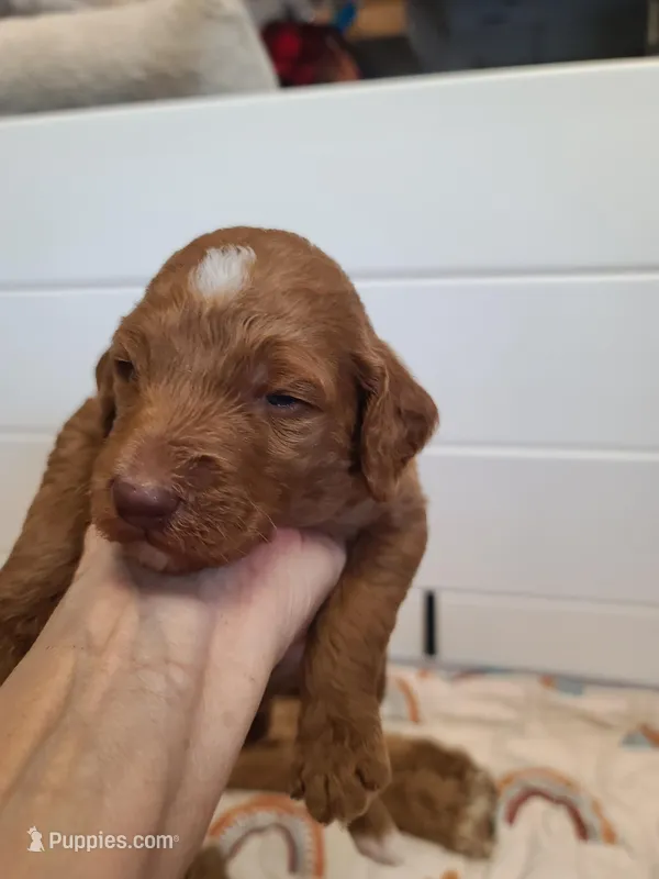 Purple Collar  – Poodle - Standard  puppy for sale in Colorado Springs, CO