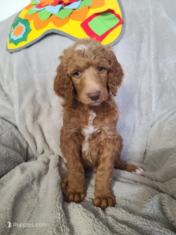Purple Collar  – Poodle - Standard  puppy for sale in Colorado Springs, CO