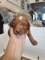 Purple Collar , a male Poodle - Standard  for sale in Colorado Springs, CO – Photo 2 of 3