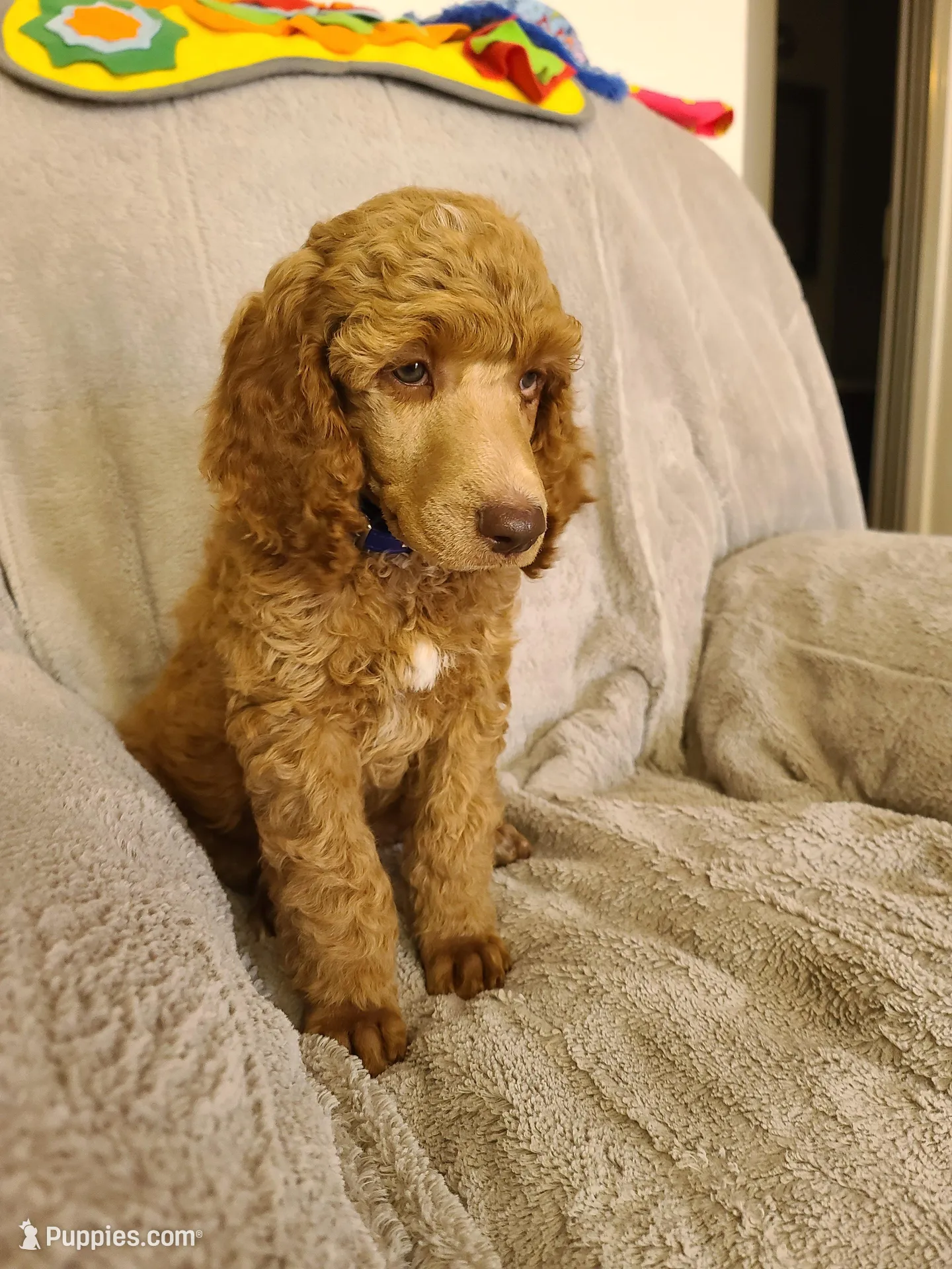 Blue Collar , a male Poodle - Standard  for sale in Colorado Springs, CO – 2 of 9