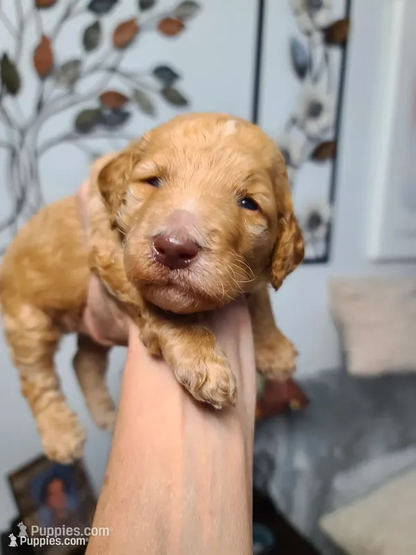 Akc Gray Collar  – Poodle - Standard  puppy for sale in Colorado Springs, CO