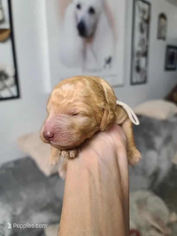 Akc White Collar  – Poodle - Standard  puppy for sale in Colorado Springs, CO