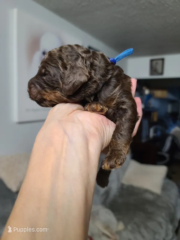 Akc Blue Collar  – Poodle - Standard  puppy for sale in Colorado Springs, CO
