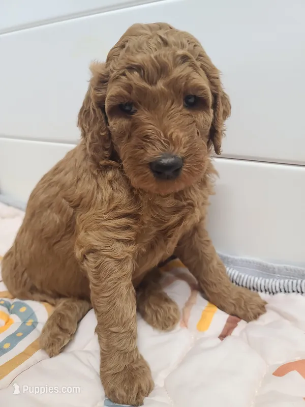 Red collar  – Poodle - Standard  puppy for sale in Colorado Springs, CO