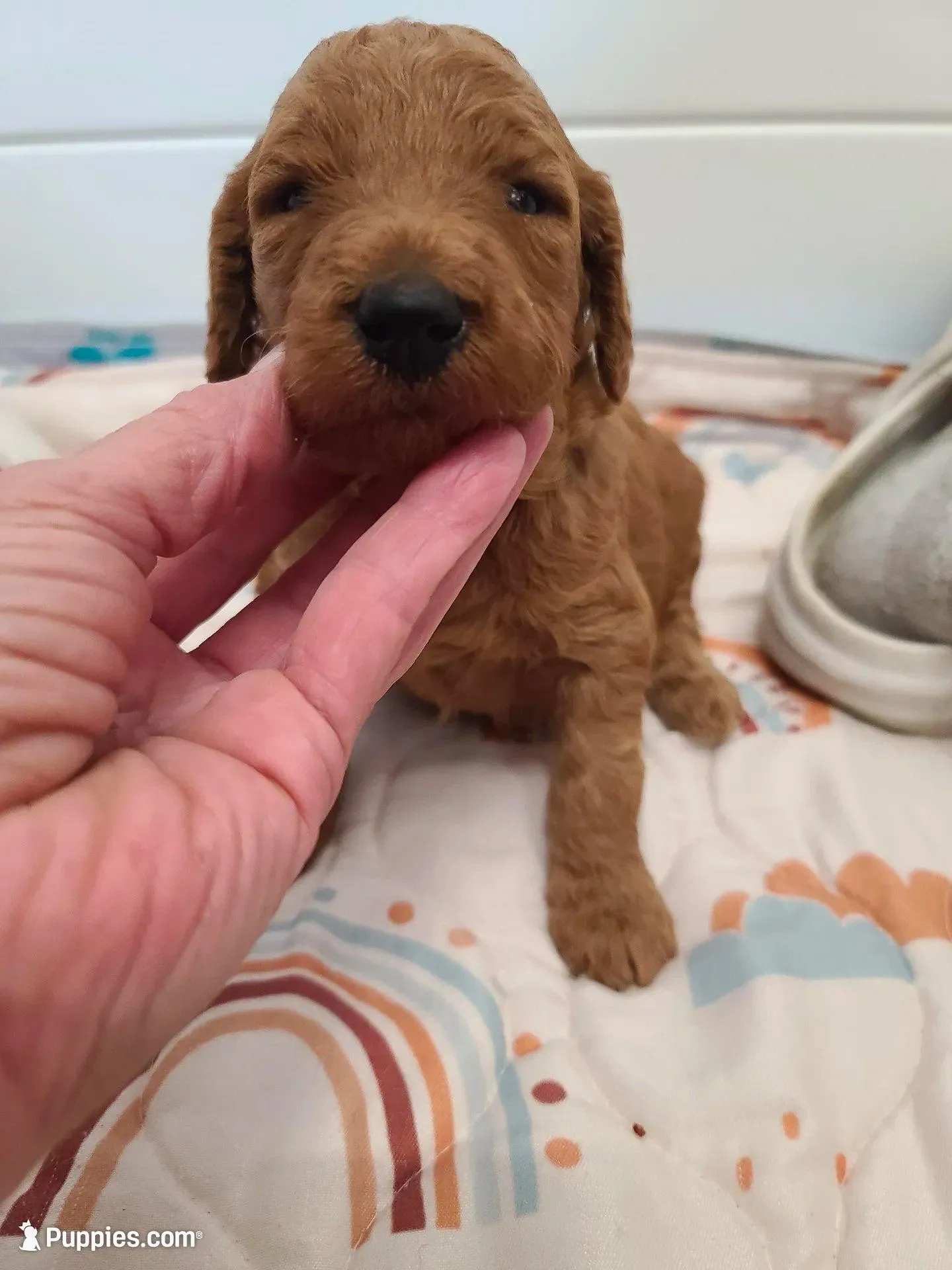 Orange collar  – Poodle - Standard  puppy for sale in Colorado Springs, CO