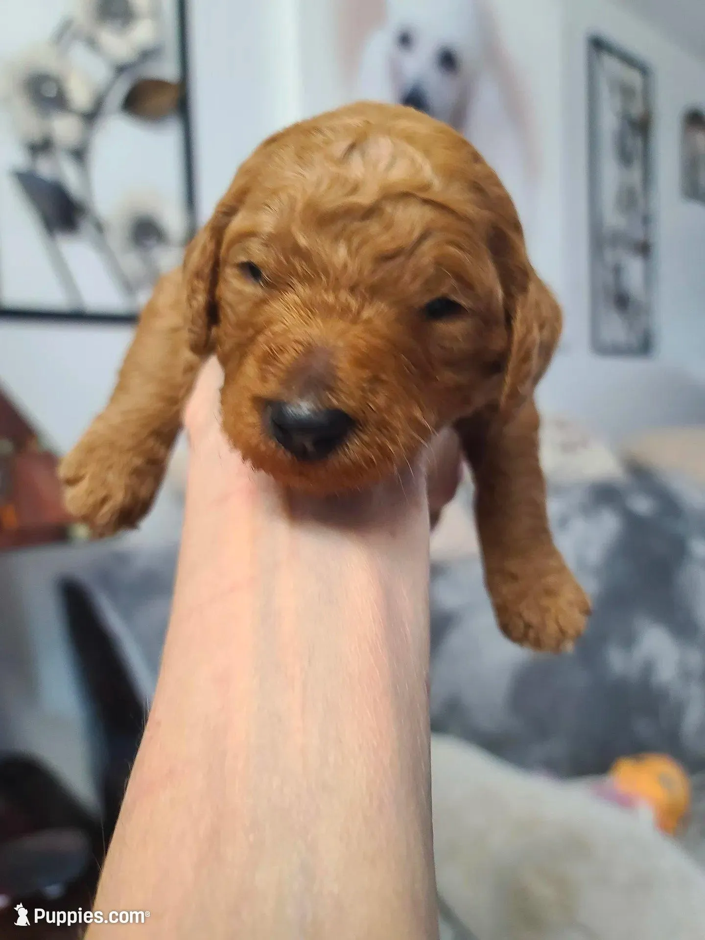 Orange collar , a female Poodle - Standard  for sale in Colorado Springs, CO – Photo 2 of 4