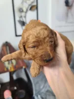 Orange collar , a female Poodle - Standard  for sale in Colorado Springs, CO – Photo 3 of 4