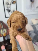Orange collar , a female Poodle - Standard  for sale in Colorado Springs, CO – Photo 4 of 4