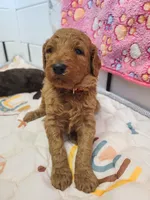 Red collar , a female Poodle - Standard  for sale in Colorado Springs, CO – Photo 3 of 10