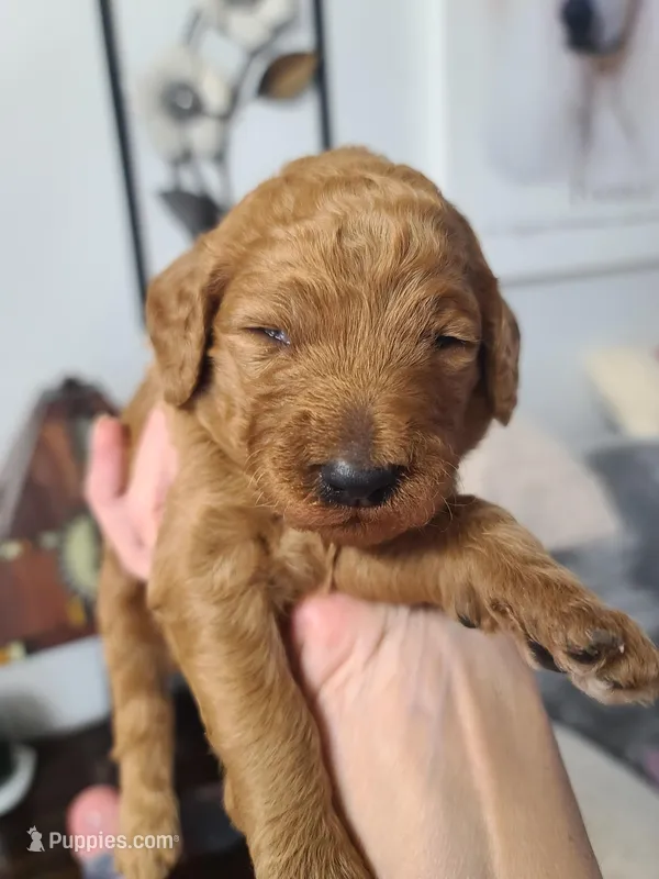 Orange collar  – Poodle - Standard  puppy for sale in Colorado Springs, CO