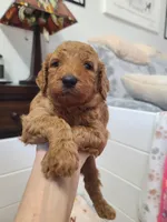 Red collar , a female Poodle - Standard  for sale in Colorado Springs, CO – Photo 2 of 10