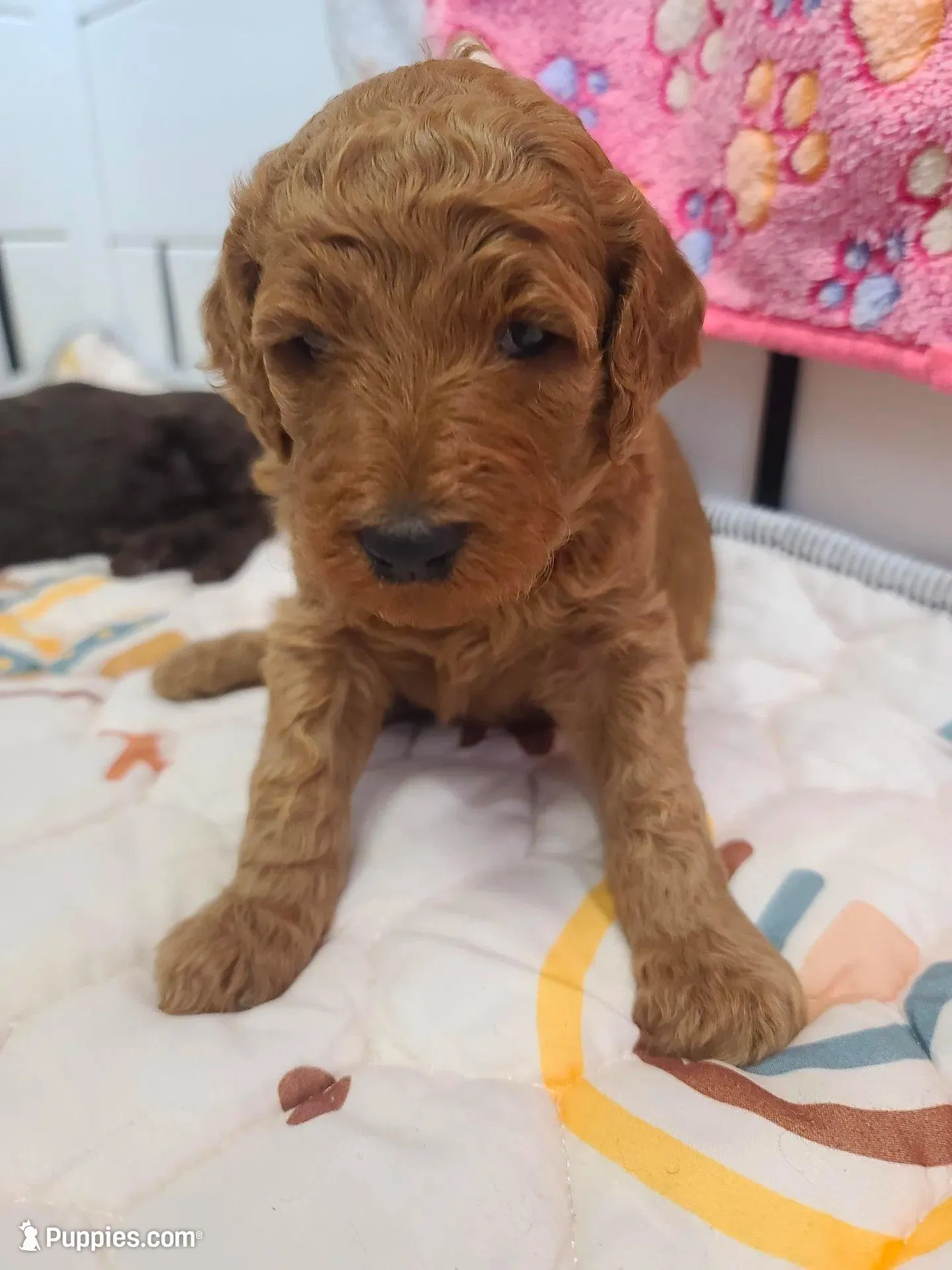 Red collar , a female Poodle - Standard  for sale in Colorado Springs, CO – Photo 1 of 10