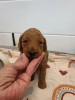 Red collar , a female Poodle - Standard  for sale in Colorado Springs, CO – Photo 7 of 10