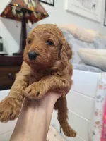 Red collar , a female Poodle - Standard  for sale in Colorado Springs, CO – Photo 4 of 10