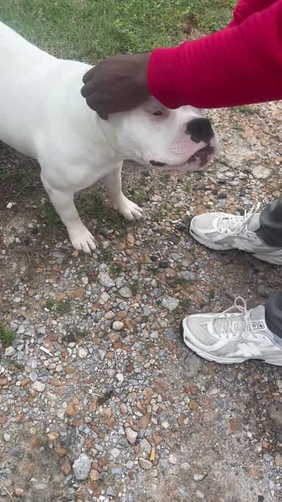 Rocky , a male American Bully for sale in Friars Point, MS – 2 of 2