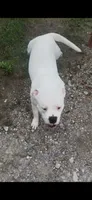 Rocky , a male American Bully for sale in Friars Point, MS – 1 of 1