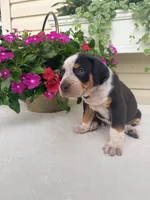 Grey, a male Catahoula Leopard Dog for sale in Germantown, IL – 8 of 10