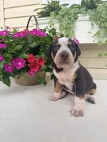 Grey, a male Catahoula Leopard Dog for sale in Germantown, IL – 6 of 10