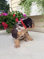 Rec, a male Catahoula Leopard Dog for sale in Germantown, IL – 6 of 10