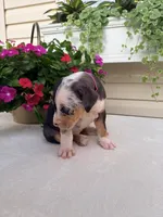 Hot Pink, a female Catahoula Leopard Dog for sale in Germantown, IL – 5 of 10