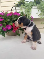 Grey, a male Catahoula Leopard Dog for sale in Germantown, IL – 2 of 10