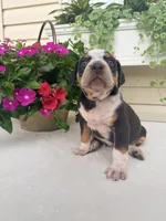 Grey, a male Catahoula Leopard Dog for sale in Germantown, IL – 7 of 10
