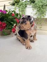 Rec, a male Catahoula Leopard Dog for sale in Germantown, IL – 9 of 10