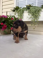 Yellow, a female Catahoula Leopard Dog for sale in Germantown, IL – 5 of 10