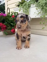 Rec, a male Catahoula Leopard Dog for sale in Germantown, IL – 2 of 10