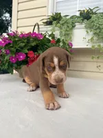 Orange, a male Catahoula Leopard Dog for sale in Germantown, IL – 2 of 7
