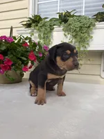 Yellow, a female Catahoula Leopard Dog for sale in Germantown, IL – 9 of 10