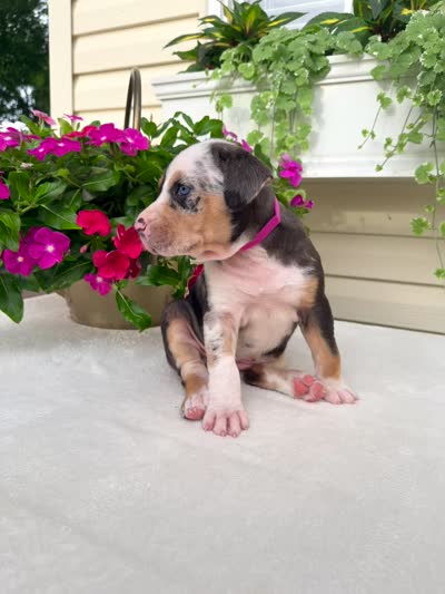 Hot Pink, a female Catahoula Leopard Dog for sale in Germantown, IL – 10 of 10