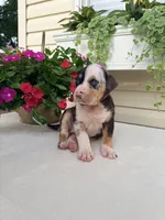 Hot Pink, a female Catahoula Leopard Dog for sale in Germantown, IL – 3 of 10