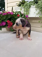 Hot Pink, a female Catahoula Leopard Dog for sale in Germantown, IL – 4 of 10